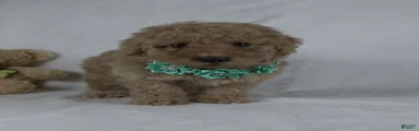 Bo