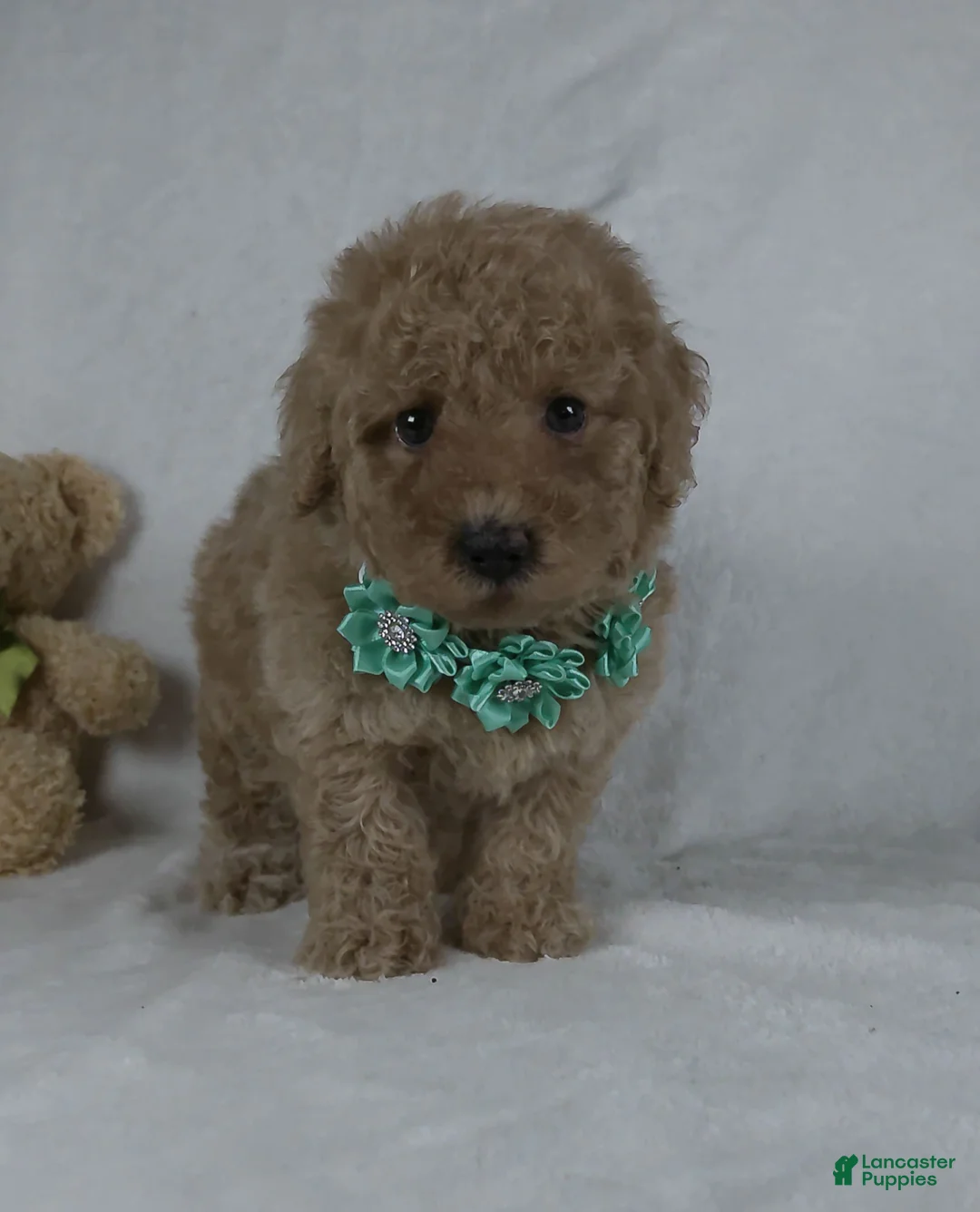 Miniature Poodle dogs for sale: Bo - Ad 1