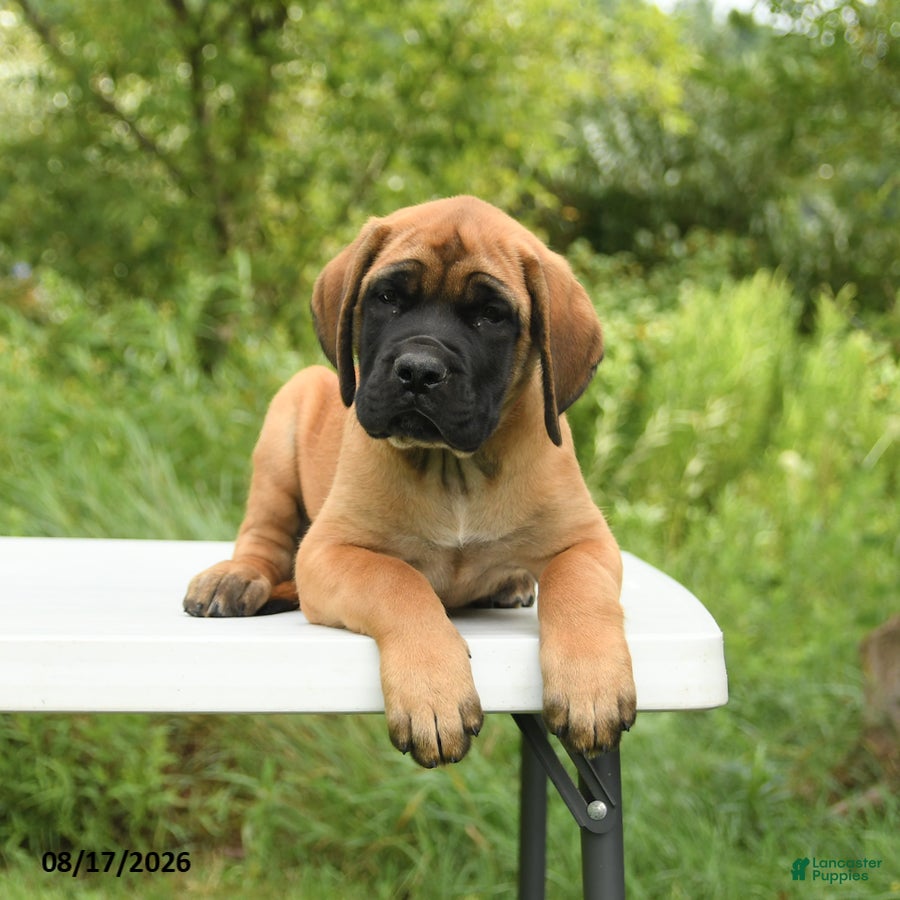 English Mastiff dogs Misty - Ad 2