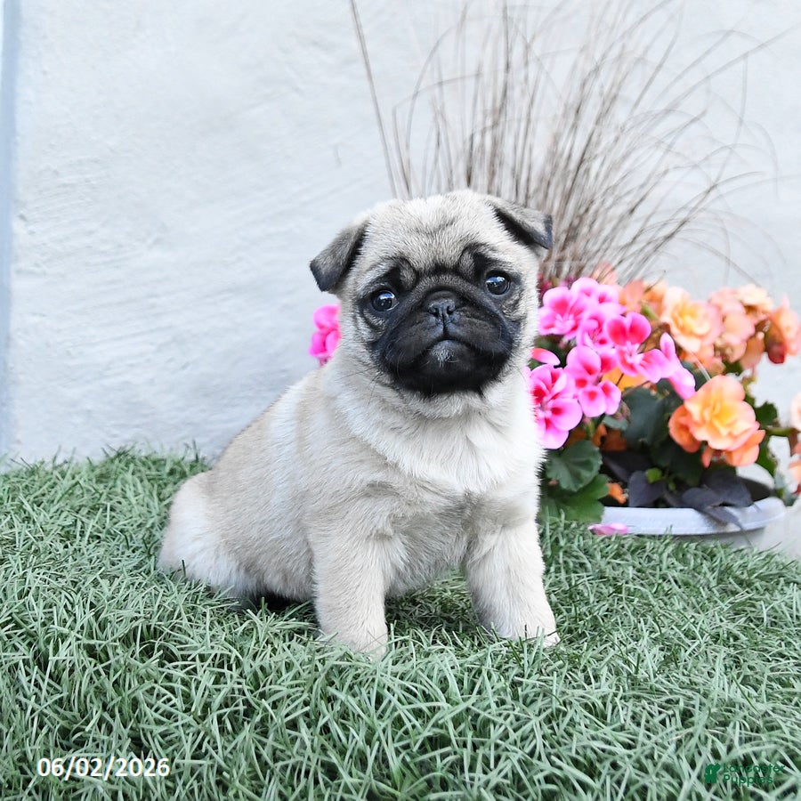 Pug dogs for sale: Peanut  - Ad 1