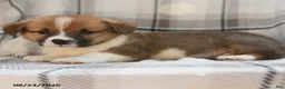 Welsh Corgi Pembroke dogs for sale: Sterling - Ad 7