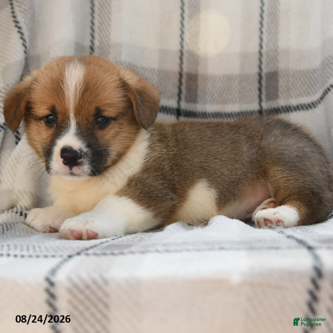 Welsh Corgi Pembroke dogs for sale: Sterling - Ad 7