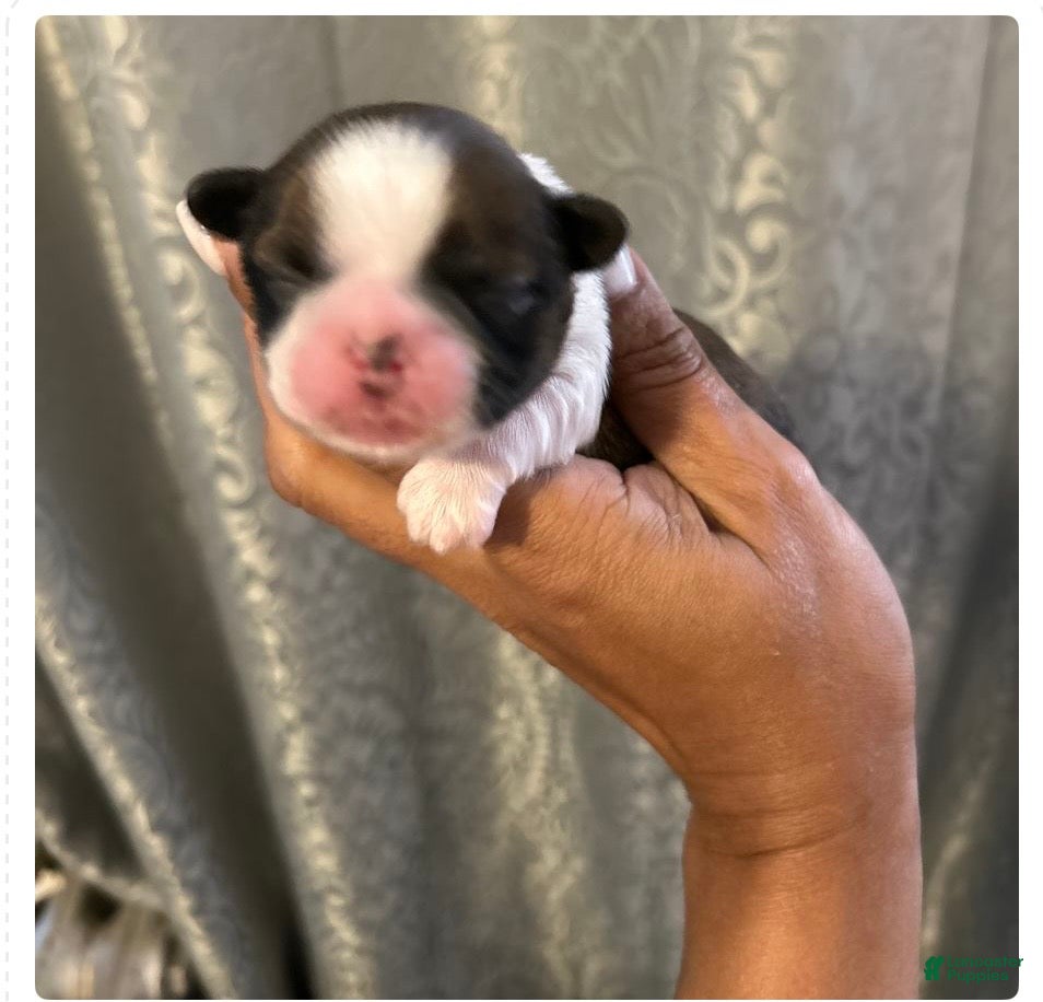 Shih Tzu dogs for sale: Shih Tzu Puppy 2 Luca  - Ad 3