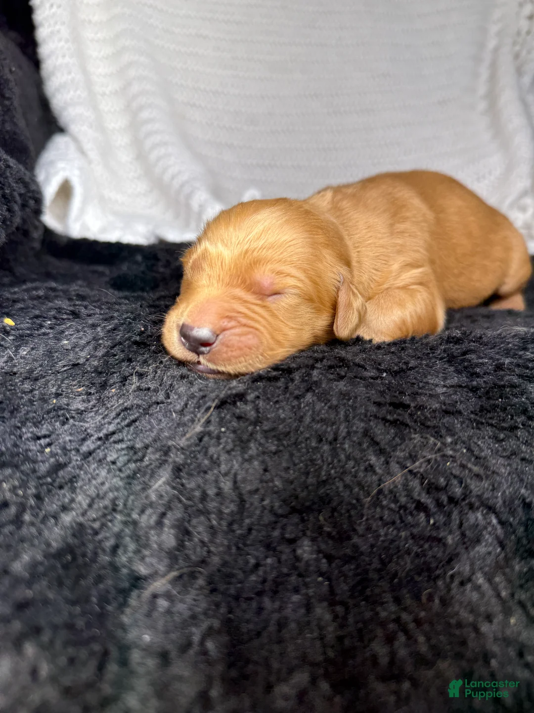 Golden Retriever dogs for sale: Golden Retriever Puppy 2 - Ad 1