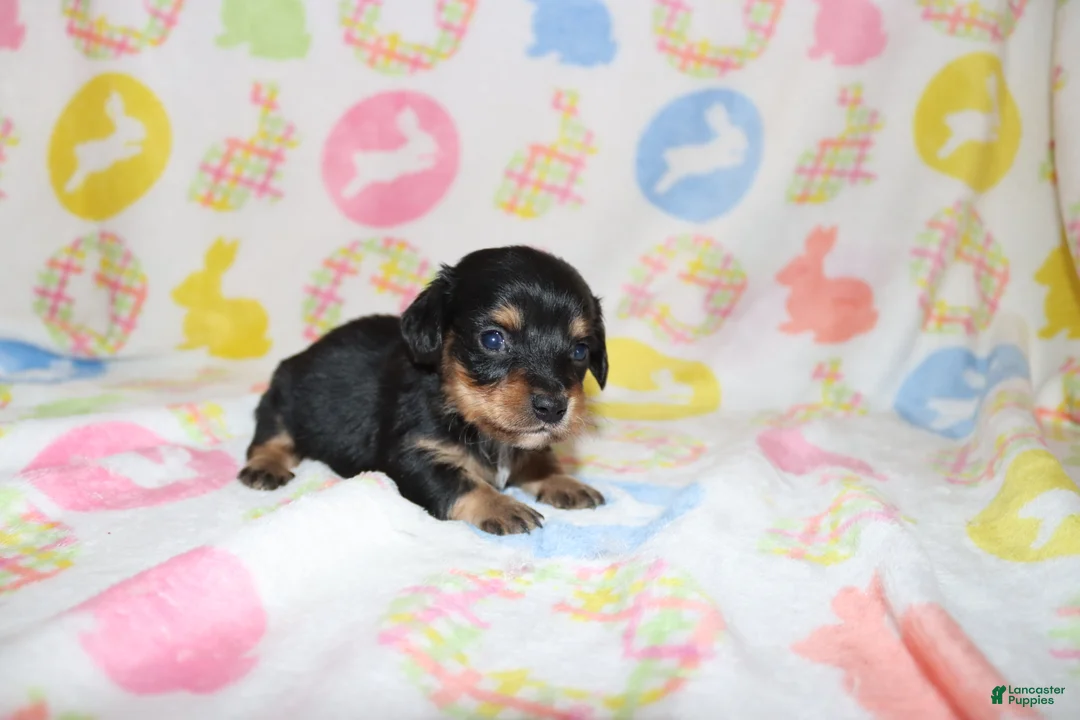 Miniature Dachshund dogs for sale: Hawk - Ad 2