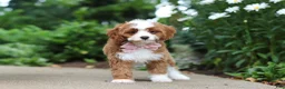 Cavapoo dogs for sale: Precious - Ad 1