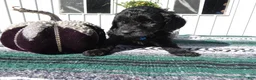Mini Goldendoodle dogs for sale: Mini Goldendoodle 2 Roxy - Ad 3