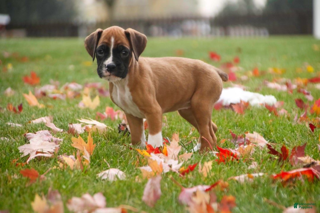 Boxer dogs for sale: Clover - Ad 1