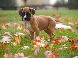 Boxer dogs Clover - Ad 37