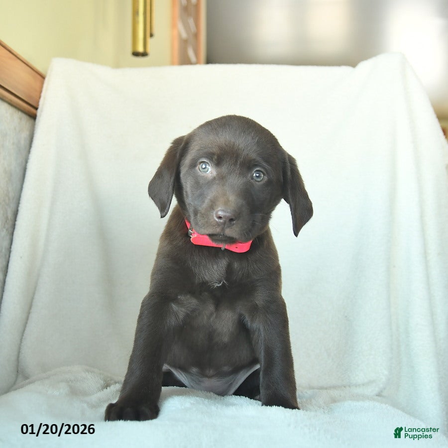 Labrador Retriever dogs Joyce  - Ad 6