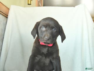 Labrador Retriever dogs Joyce - Ad 26