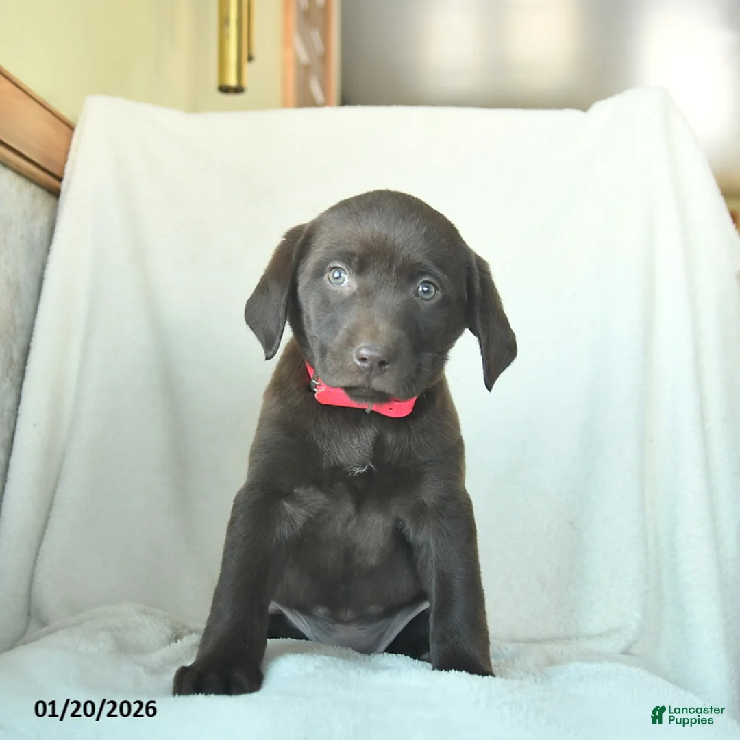 Labrador Retriever dogs for sale: Joyce  - Ad 2