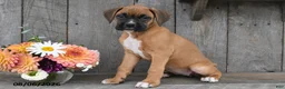 Boxer dogs for sale: Dori - Ad 5