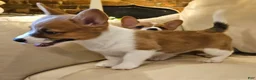 Mixed Breed dogs for sale: Callisto - Ad 8
