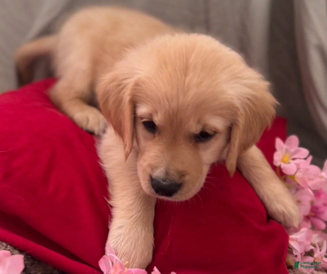 Mixed Breed dogs for sale: Green Collar - Ad 3