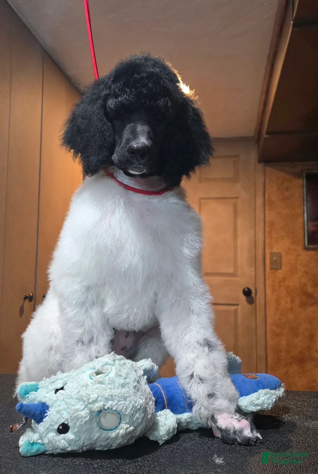 Standard Poodle dogs for sale: Seraphim - Ad 1
