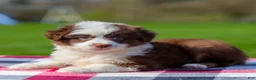 Miniature Australian Shepherd dogs for sale: Dena - Ad 4