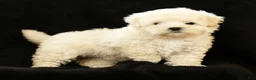 Maltipoo dogs for sale: Bella - Ad 4