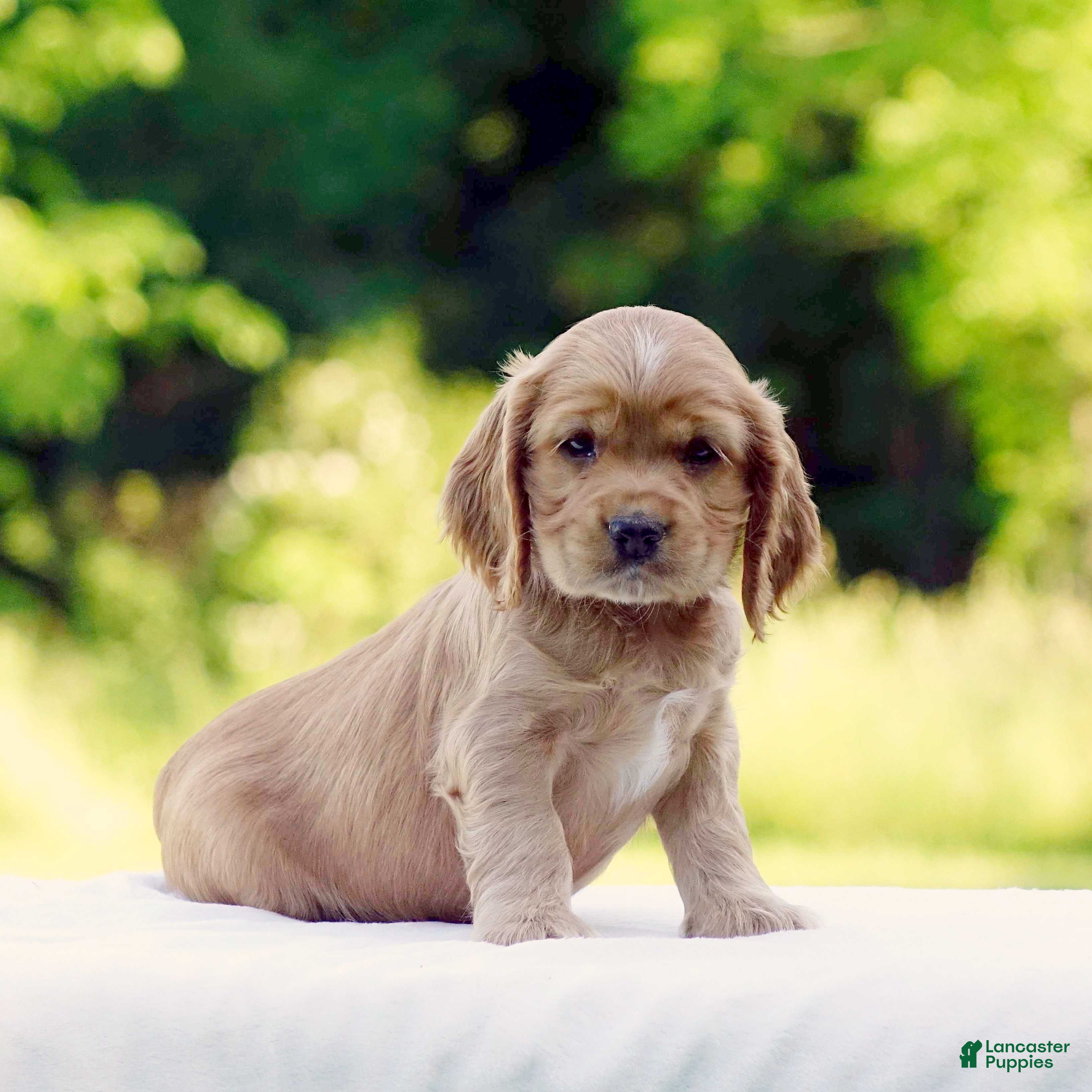Cocker Spaniel dogs Tanner - Ad 1