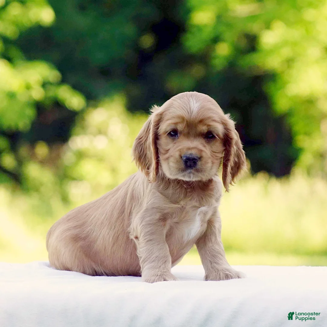 Cocker Spaniel dogs for sale: Tanner - Ad 1