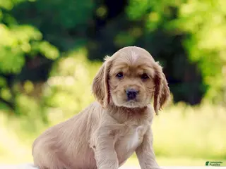 Cocker Spaniel dogs for sale: Tanner - Ad 1