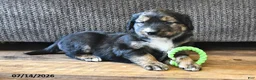 Mixed Breed dogs for sale: Troy - Ad 1