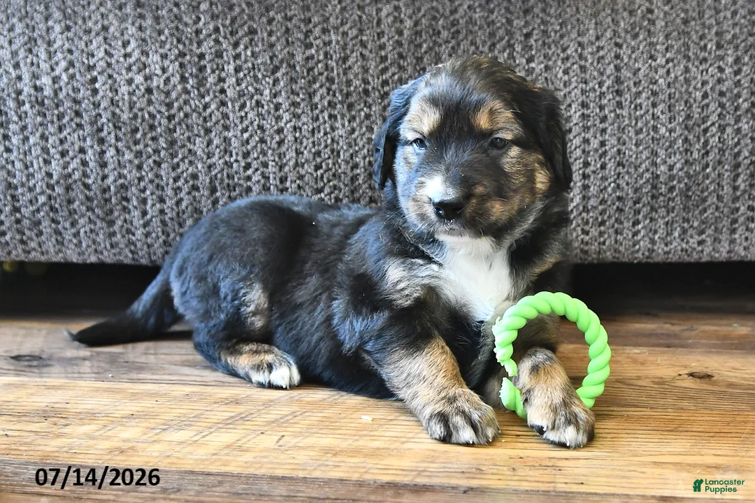 Mixed Breed dogs for sale: Troy - Ad 1