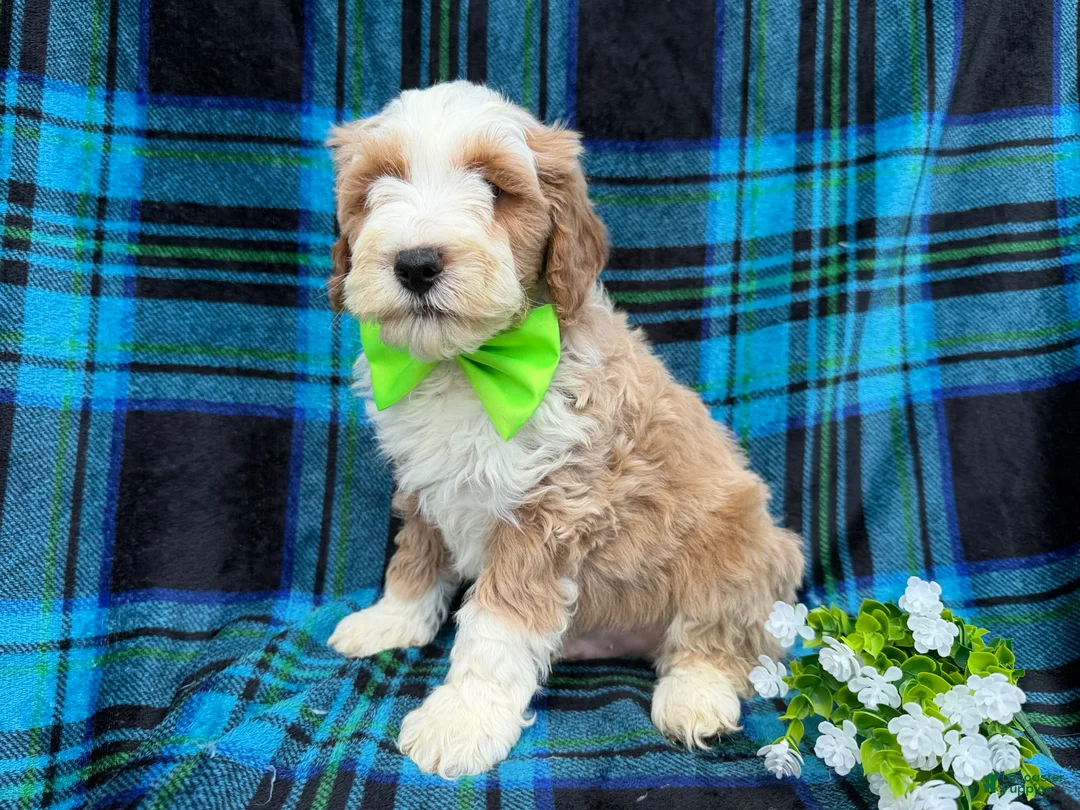 Cockapoo dogs for sale: Yogi - Ad 7