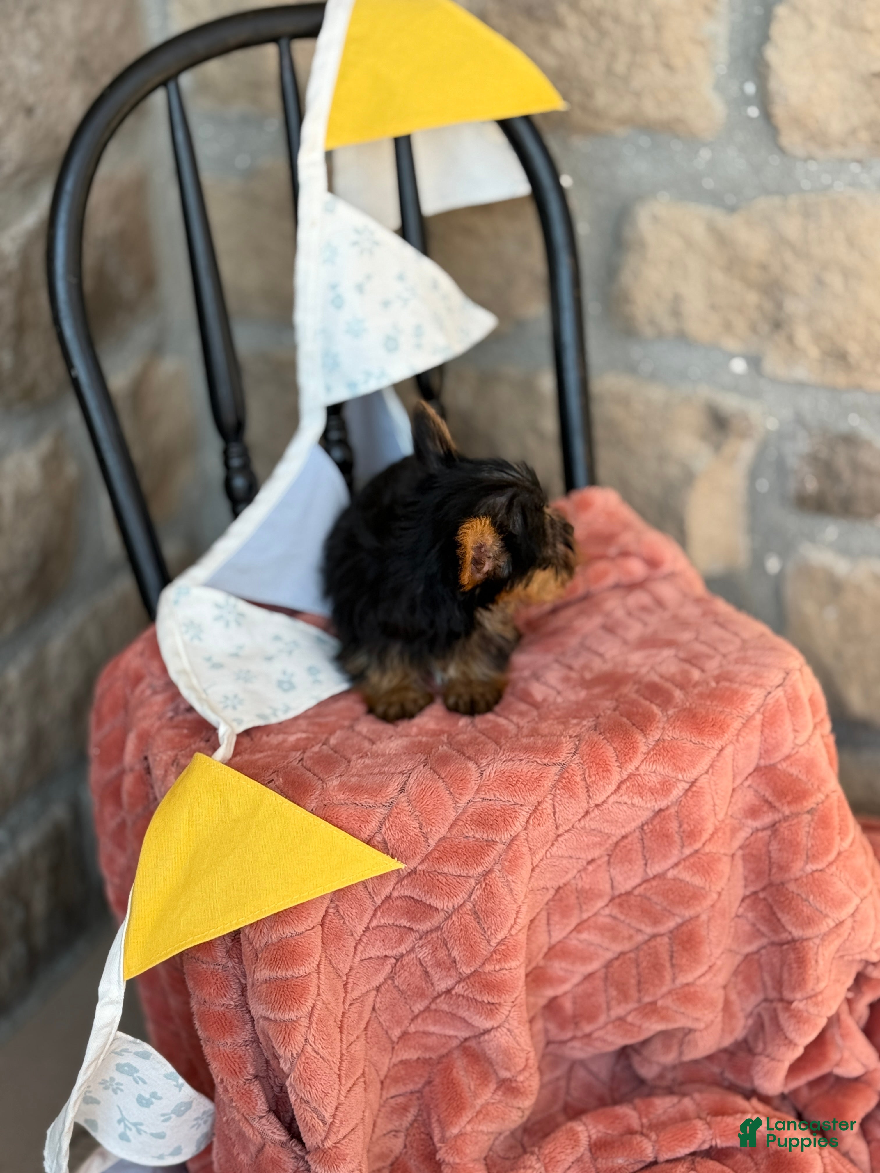 Yorkshire Terrier dogs Bettie - Ad 2