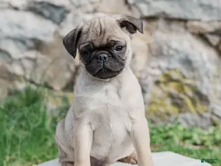 Pug dogs for sale: Hamster - Ad 1