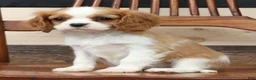 Cavalier King Charles Spaniel dogs for sale: Paula - Ad 6