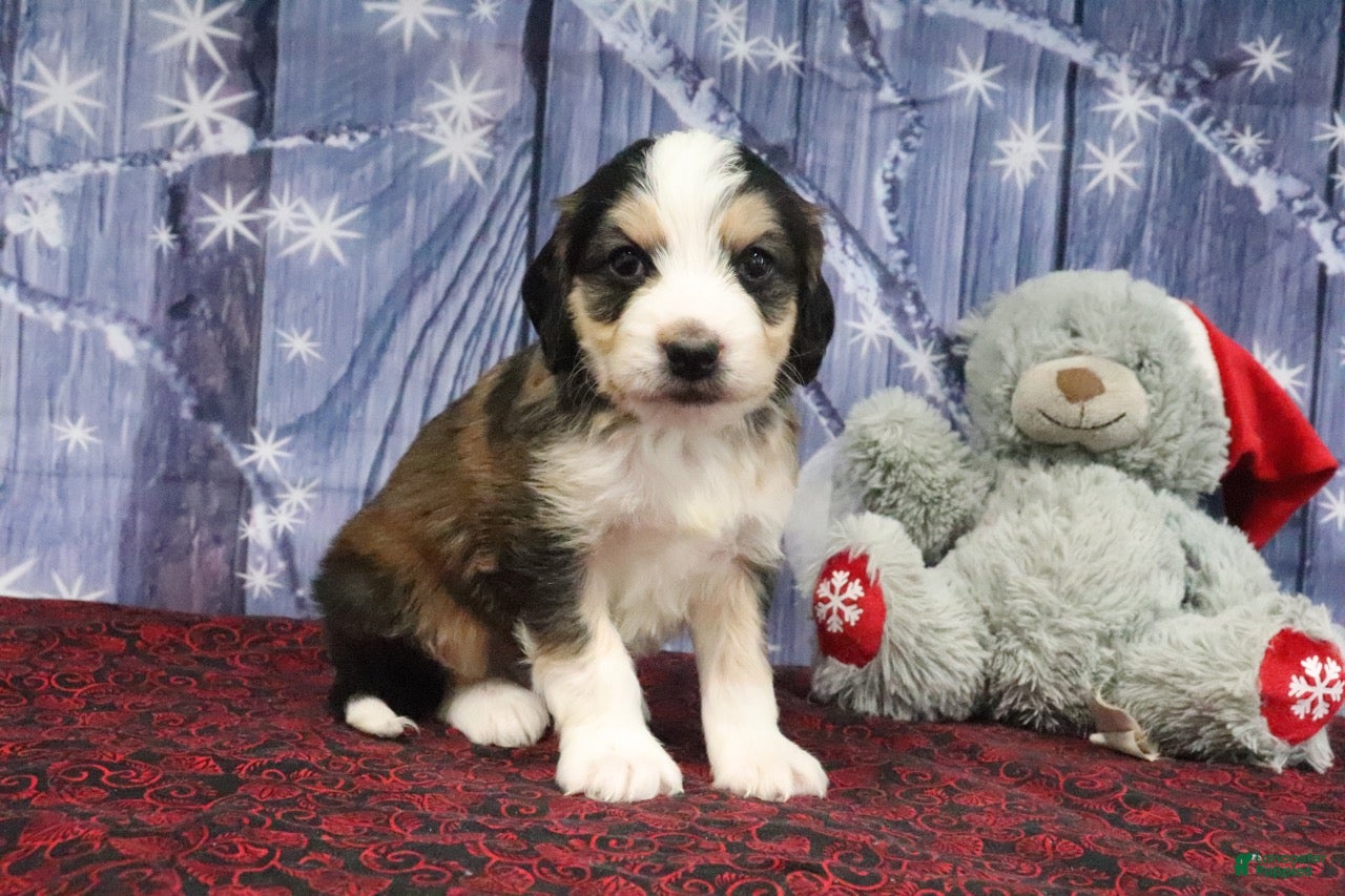 Bernedoodle dogs Duke - Ad 7