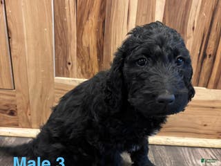 Labradoodle dogs Labradoodle Puppy 4 - Ad 29