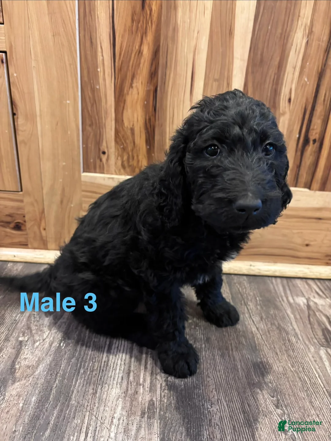Labradoodle dogs for sale: Labradoodle Puppy 6 - Ad 15