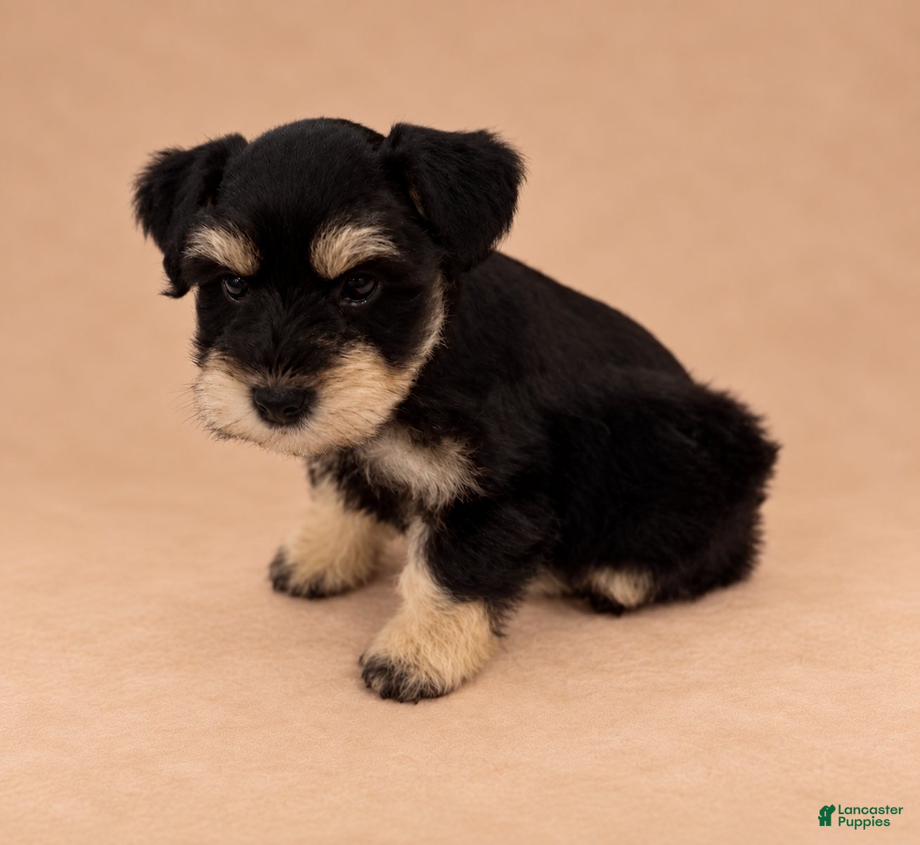 Miniature Schnauzer dogs for sale: Miniature Schnauzer 1 - Ad 21