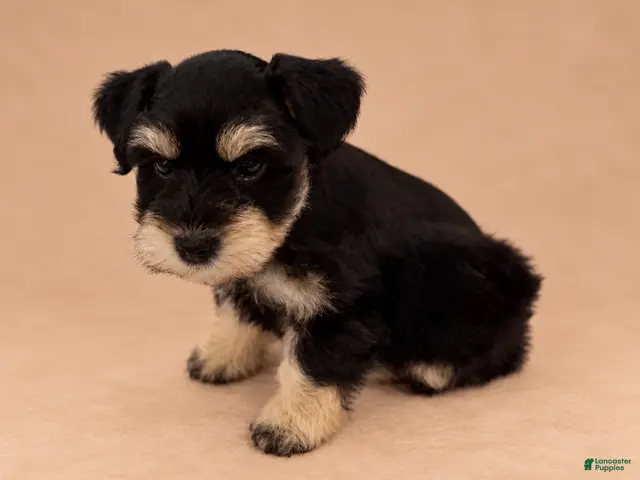 Miniature Schnauzer dogs for sale: Miniature Schnauzer 1 - Ad 21