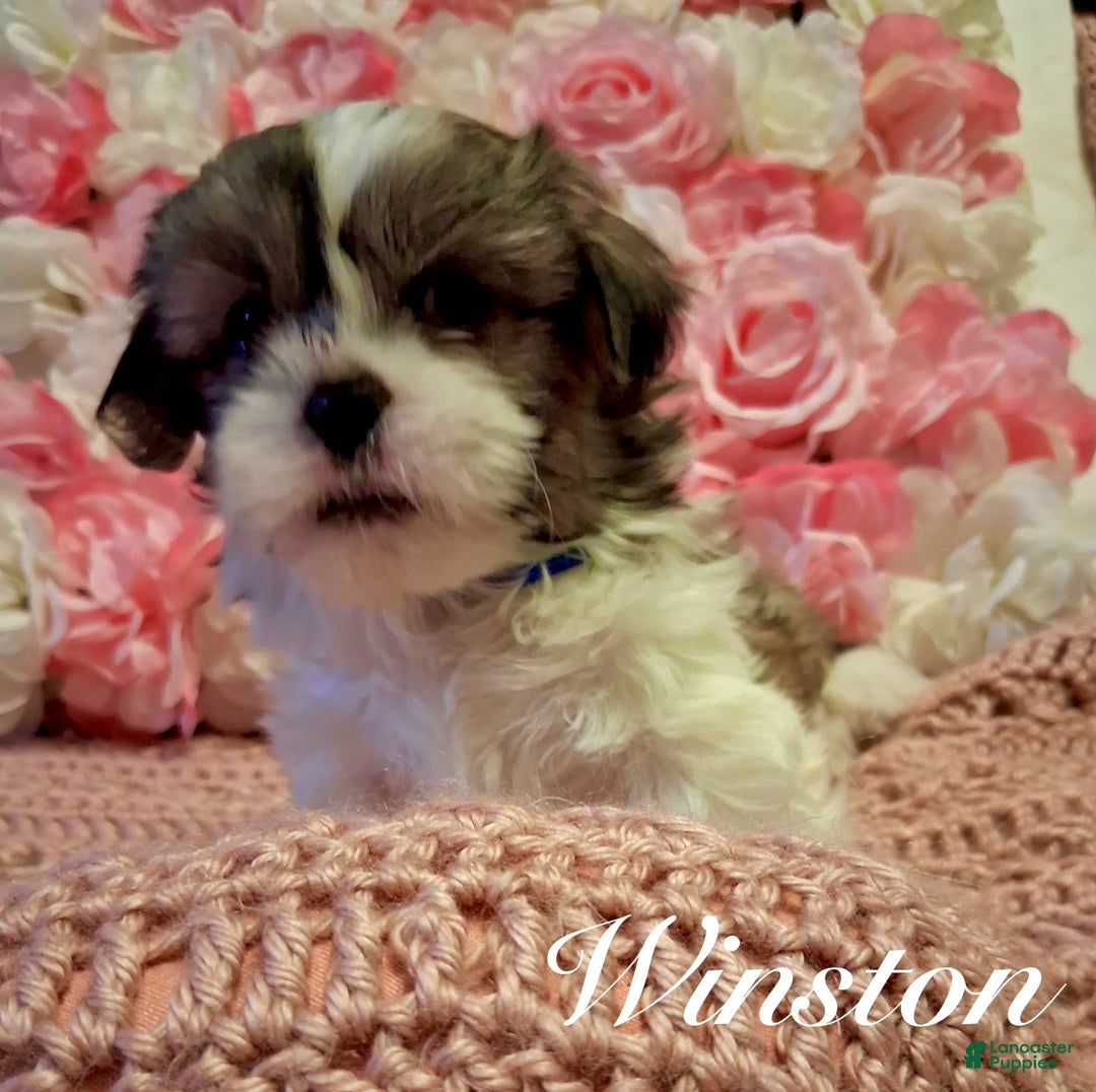 Shih Tzu dogs for sale: Winston  - Ad 1