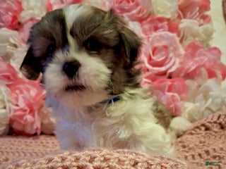 Shih Tzu dogs Winston - Ad 5