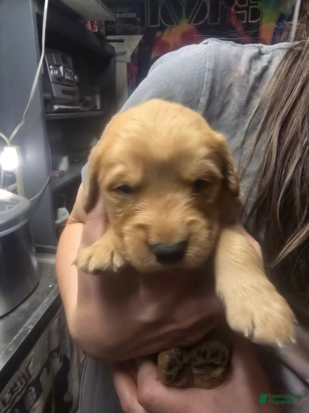 Golden Retriever dogs for sale: Yellow Girl - Ad 2