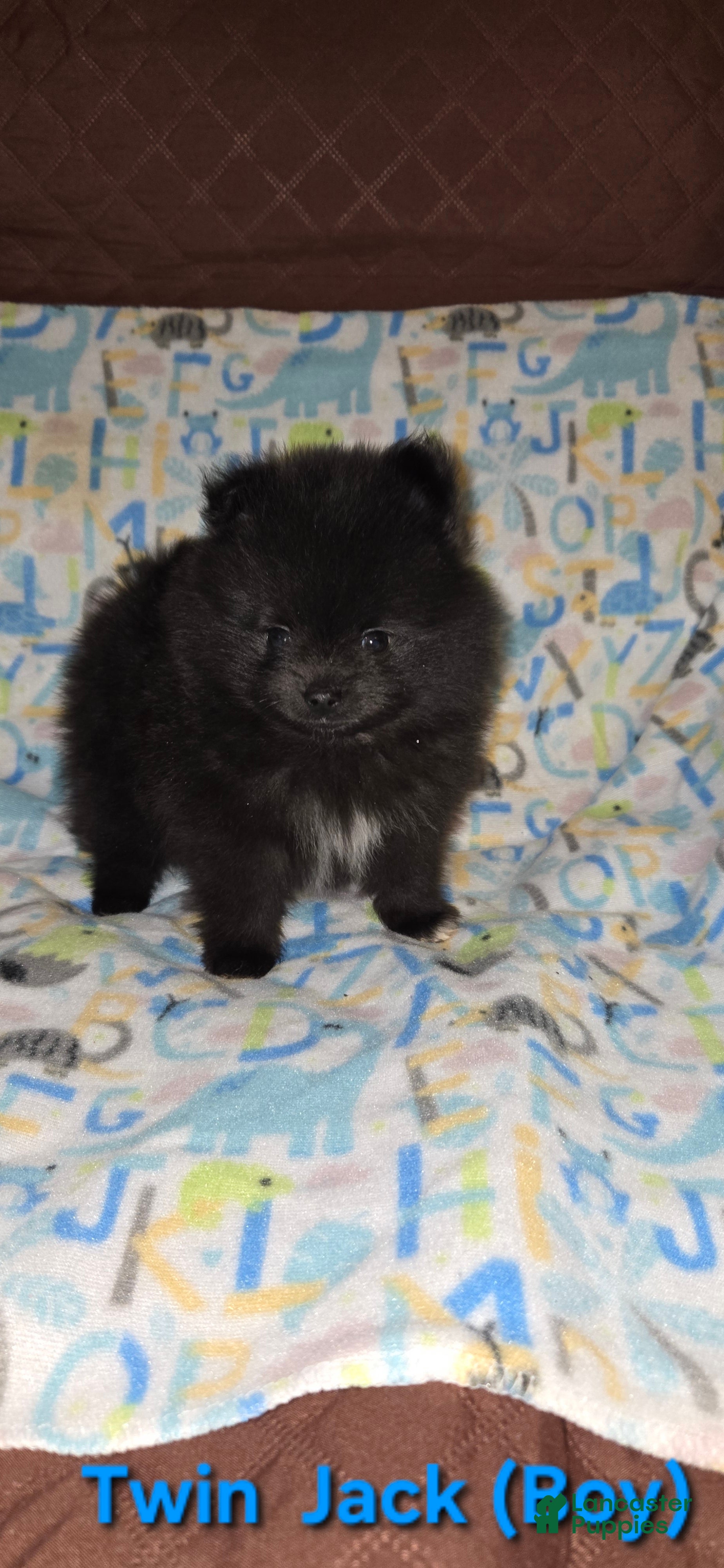 Pomeranian dogs for sale: Pomeranian Puppy 2 - Ad 1
