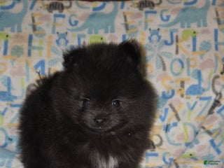 Pomeranian dogs for sale: Pomeranian Puppy 2 - Ad 1