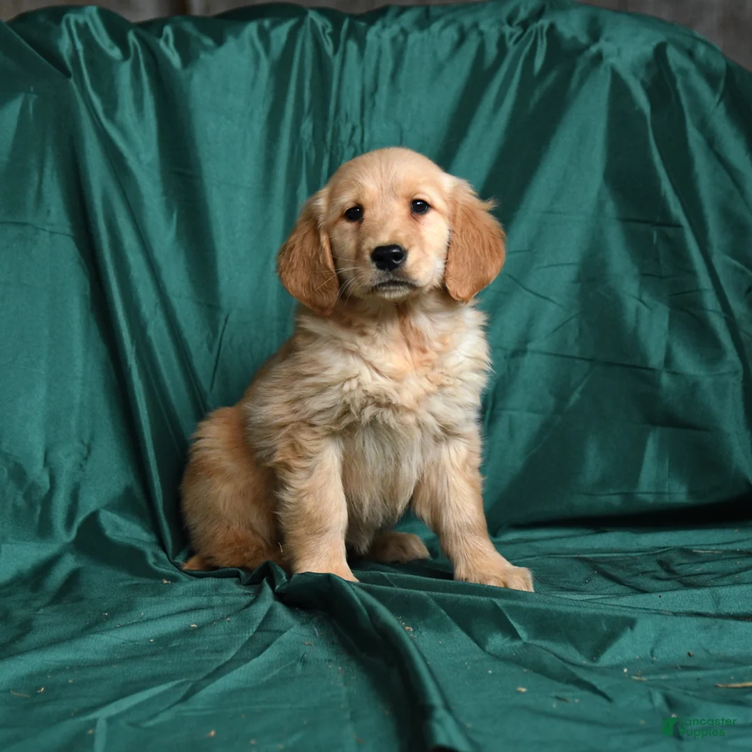 Golden Retriever dogs for sale: Sunny  - Ad 1