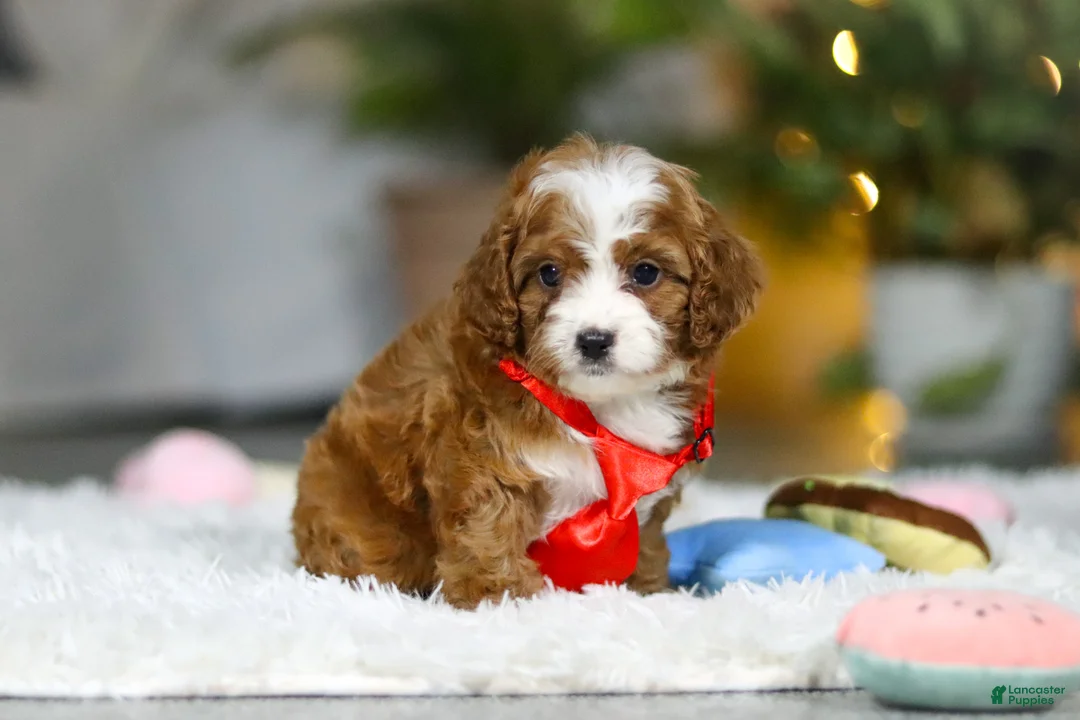 Cavapoo dogs for sale: Sammy - Ad 6