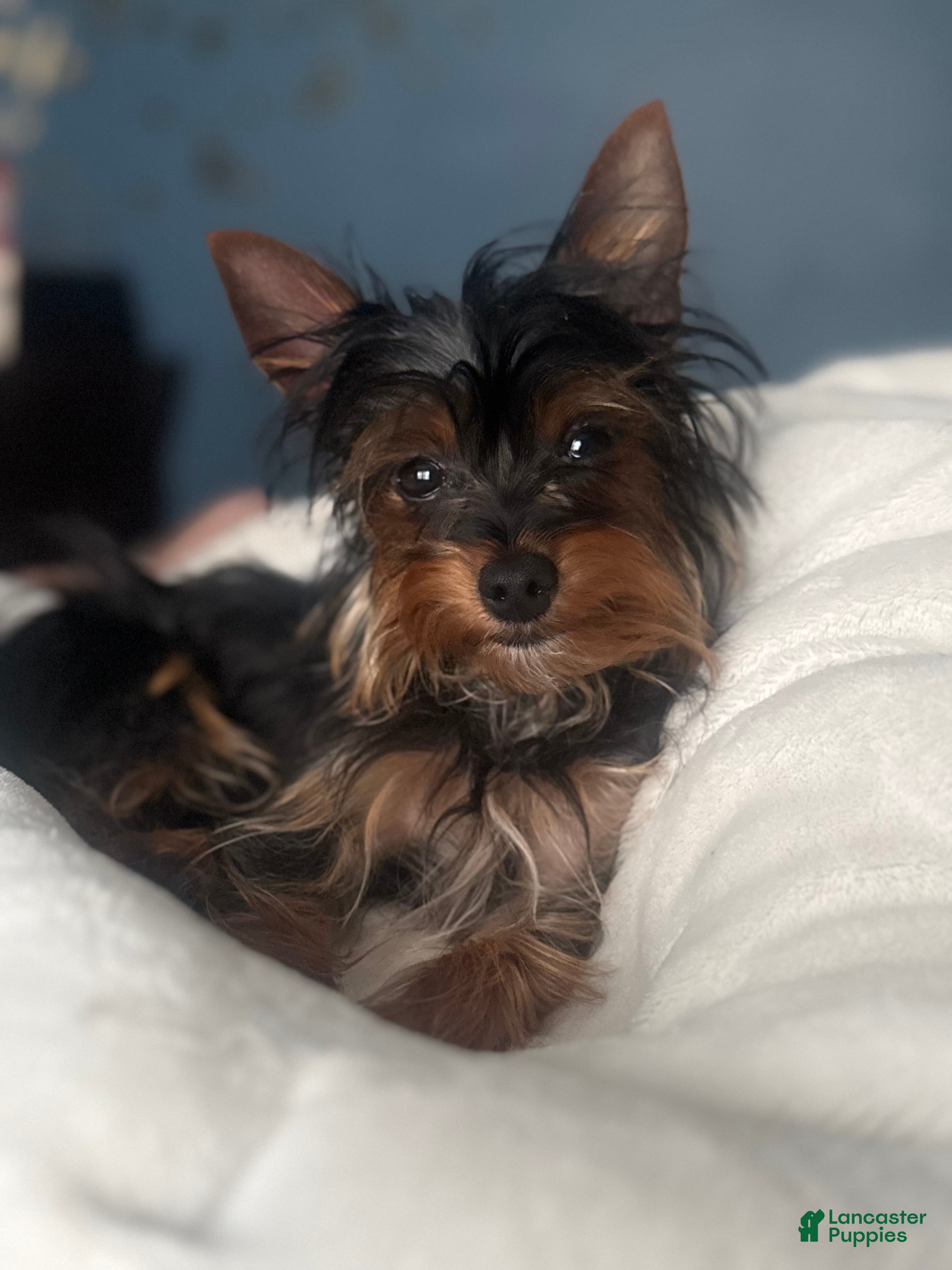Yorkshire Terrier dogs for sale: Yorkshire Terrier 1 - Ad 1