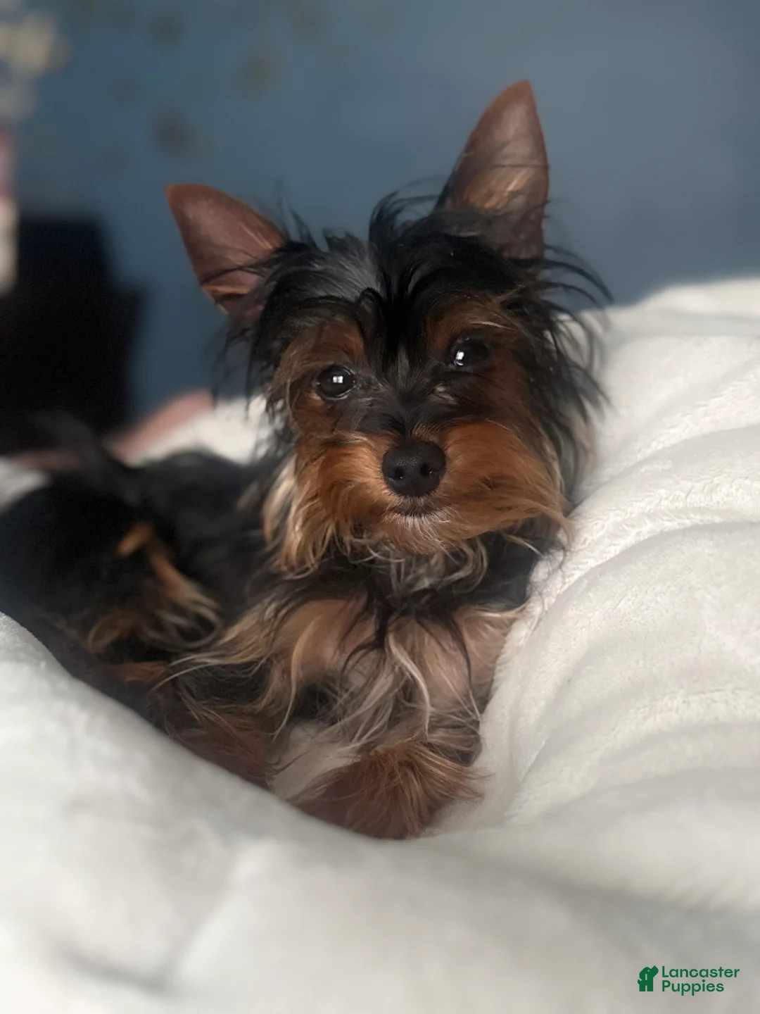 Yorkshire Terrier dogs for sale: Yorkshire Terrier 1 - Ad 1