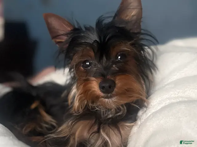 Yorkshire Terrier dogs for sale: Yorkshire Terrier 1 - Ad 1