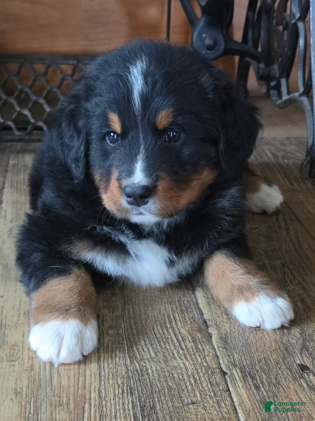 Bernese Mountain Dog dogs for sale: SHADOW - Ad 2