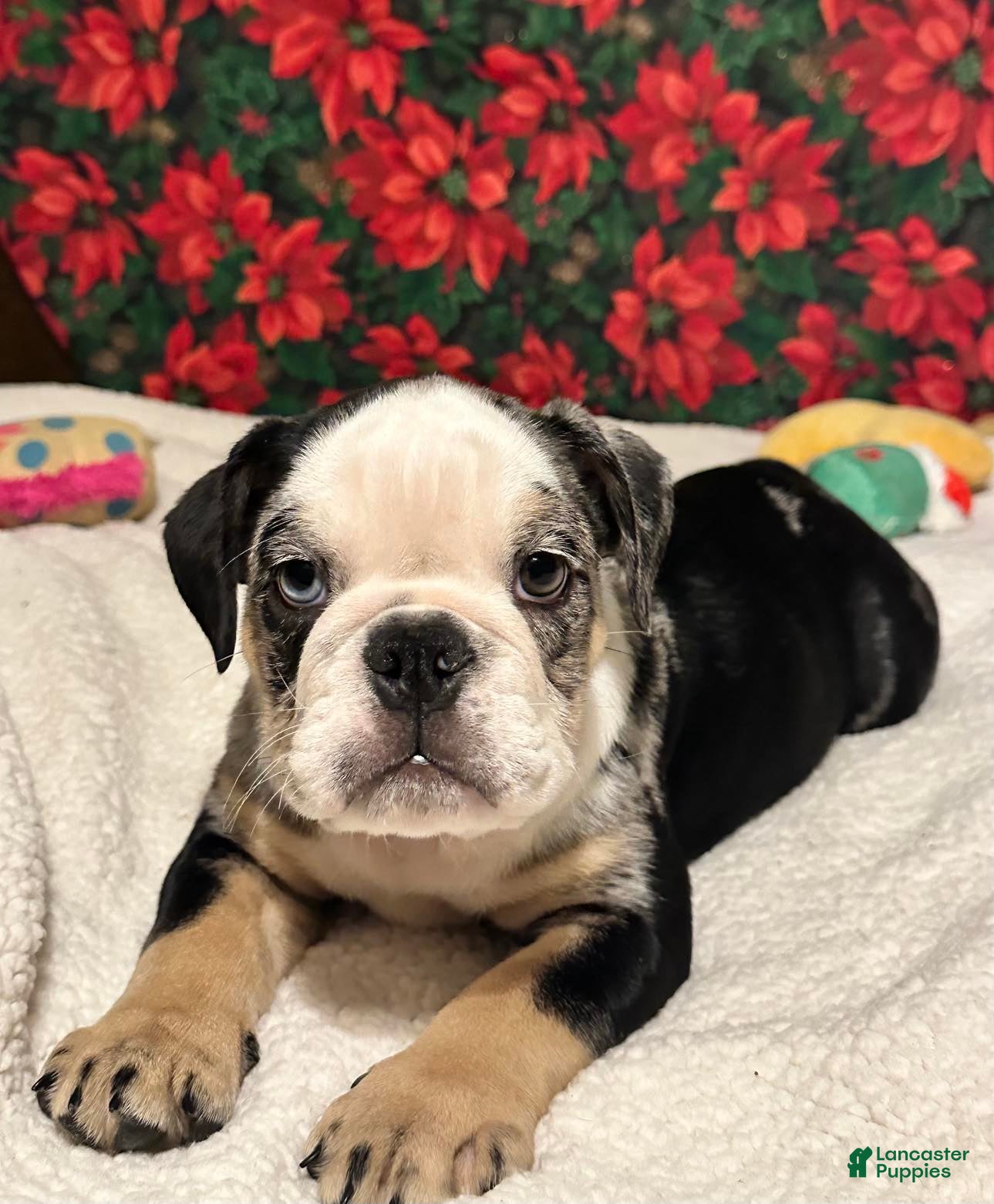 English Bulldog dogs Shadow - Ad 19