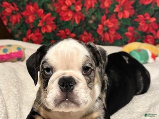 English Bulldog dogs Shadow - Ad 16