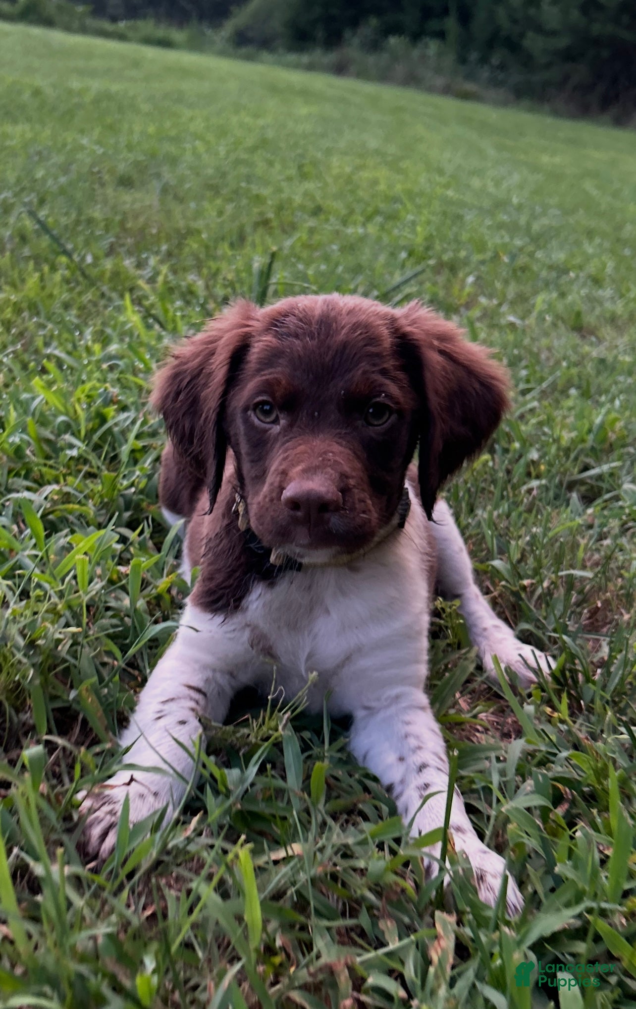Brittany Spaniel dogs Brittany Spaniel 7 - Ad 16